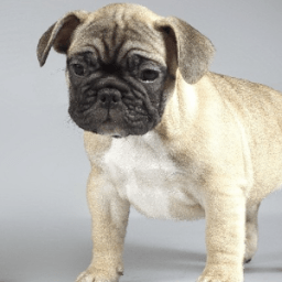 Pugs Funny Jigsaw Puzzle icon