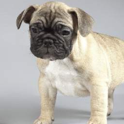 Pugs Funny Jigsaw Puzzle 1.0