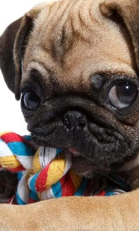 Pugs Funny Jigsaw Puzzle screenshot 4