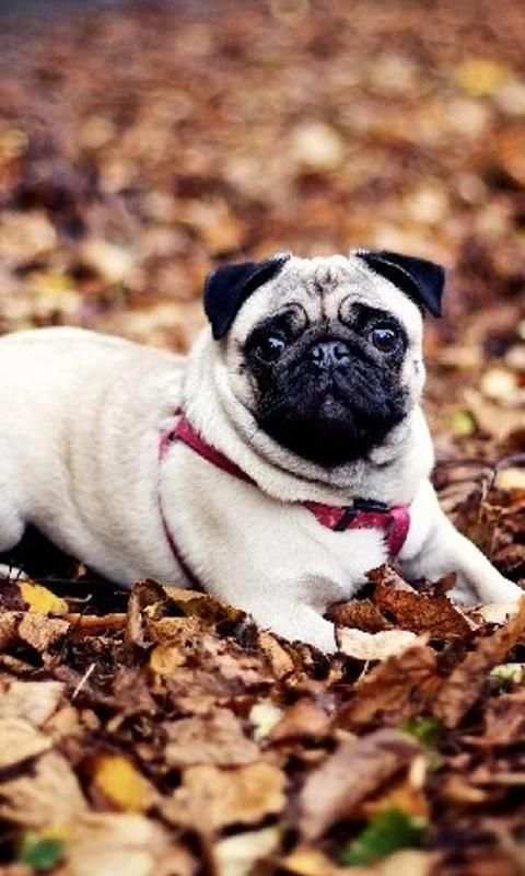 Pugs Funny Jigsaw Puzzle screenshot 3