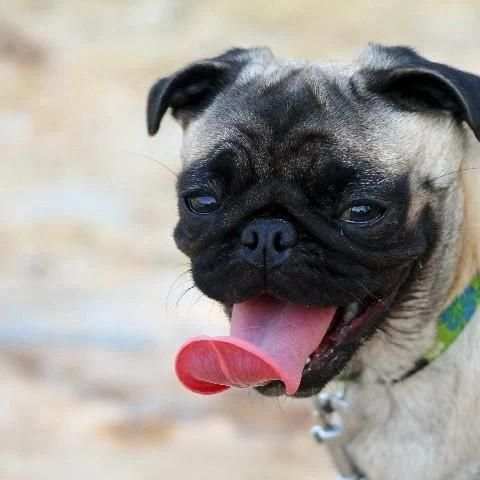 Pugs Funny Jigsaw Puzzle screenshot 1