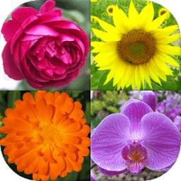 Flowers - Botanical Quiz about Beautiful Plants