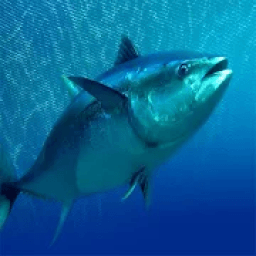 Big Tuna Fishing आइकन