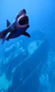 Gesture Lock screen and app lock theme SHARK screenshot 7