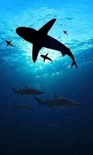 Gesture Lock screen and app lock theme SHARK screenshot 6