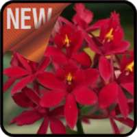 Orchid Care Basics on 9Apps