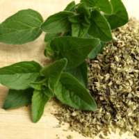 Marjoram Essential Oil Benefits on 9Apps