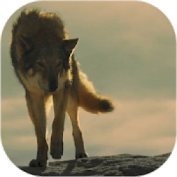 Alpha Movie 2018 Photo Frames आइकन