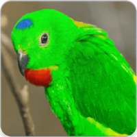 Blue Crowned Hanging Parrot Call and Sound on 9Apps