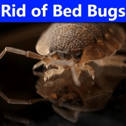 ikon How to Get Rid Of Bed Bugs
