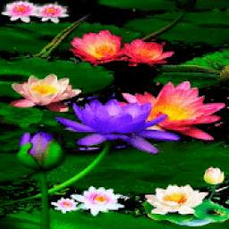 Multicolor Lotus LWP