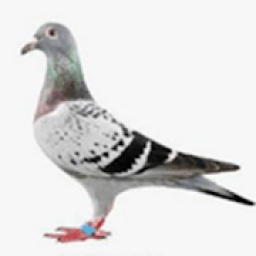pigeon आइकन