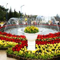 Da Lat flower