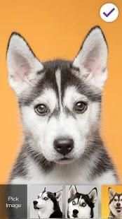 Siberian Huski Screen Lock Dog Phone Lock Security screenshot 5