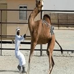 Bakra Eid Qurbani Game आइकन