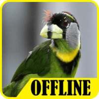 Suara Burung Takur Offline Free on 9Apps