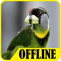 Suara Burung Takur 1.0