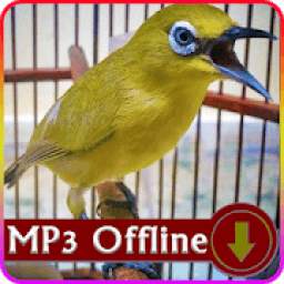 Suara Burung Pleci Offline - Master Suara Pleci