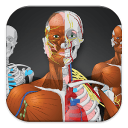 ikon Memorix Anatomy QUIZ