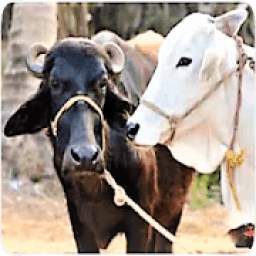 Pashu palan Dairy Farming in Hindi