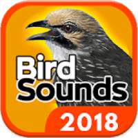 Bird Sounds - Free MP3 Download on 9Apps