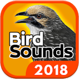 ikon Bird Sounds - Free MP3 Download