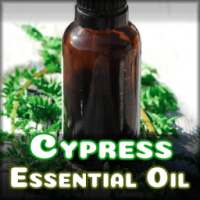 Benefits of Cypress Essential Oil - Cypress oil