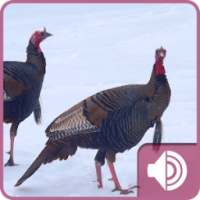 Turkey Sounds on 9Apps