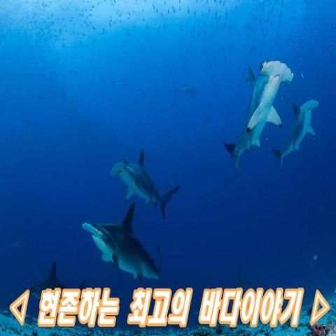 바다이야기 screenshot 1