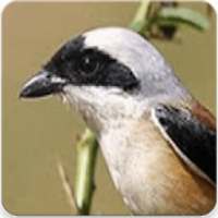 Suara Burung Cendet Gacor : Masteran Cendet Gacor on 9Apps