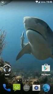 Sharks. Video Wallpaper screenshot 5