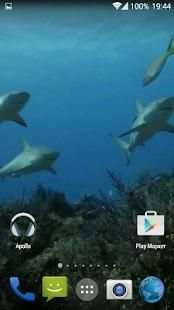 Sharks. Video Wallpaper स्क्रीनशॉट 6