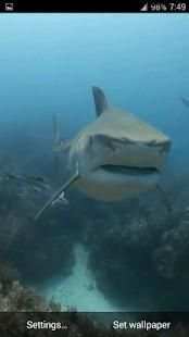 Sharks. Video Wallpaper screenshot 2