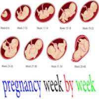 pregnancy week by week