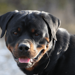 ikon Anjing Rottweiler Teka-teki Jigsaw Baru