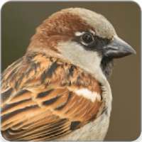Sparrow Bird Call : Sparrow Song and Sparrow Sound on 9Apps