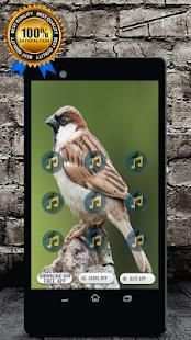 Sparrow Bird Call : Sparrow Song and Sparrow Sound screenshot 1