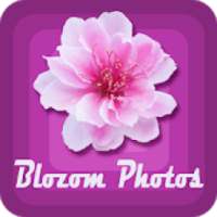 Blozom Photos