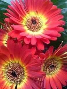 Flowers Collection Animated Images Gif screenshot 5