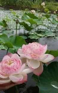Flowers Collection Animated Images Gif screenshot 7