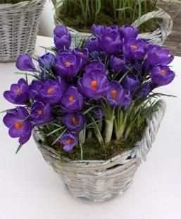 Flowers Collection Animated Images Gif screenshot 4