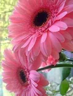 Flowers Collection Animated Images Gif screenshot 8