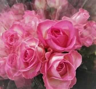 Flowers Collection Animated Images Gif screenshot 2