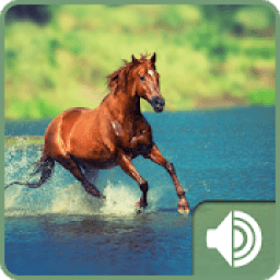 ikon Horse Sounds