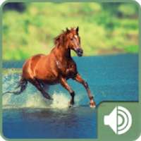 Horse Sounds on 9Apps