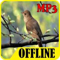 Suara Burung Nightingale Offline on 9Apps