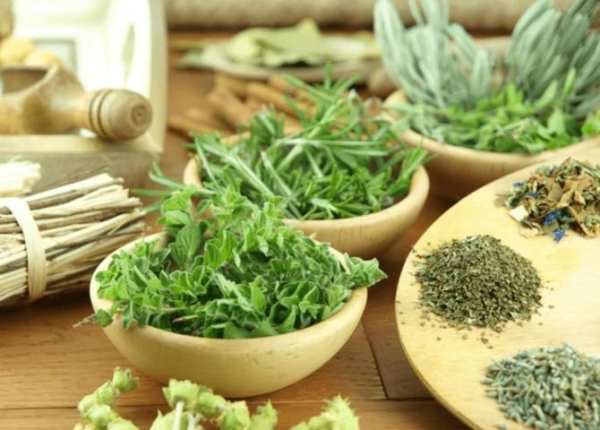 Plantas Medicinales 3 تصوير الشاشة