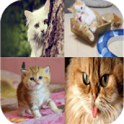 ikon Cat Wallpapers HD