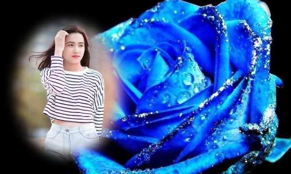 Blue rose photo frames screenshot 1
