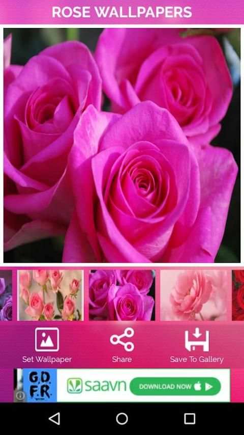 Rose Wallpaper screenshot 7
